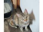 Adopt Miss Kitty a Brown Tabby Domestic Shorthair / Mixed (short coat) cat in