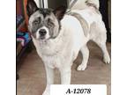 Adopt Yoshi a White - with Tan, Yellow or Fawn Akita / Mixed dog in Westminster