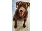 Adopt Titan a Brown/Chocolate Labrador Retriever / Mastiff dog in Brewster
