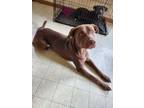 Adopt Kupfer a Brown/Chocolate Labrador Retriever / Mastiff dog in Brewster