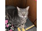 Adopt Smoke a Gray or Blue Domestic Shorthair / Mixed cat in Tipton
