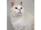 Adopt Angel (in foster) a Cream or Ivory Domestic Shorthair / Domestic Shorthair