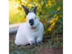 Adopt Peter a Californian / Mixed rabbit in Kanab, UT (38601597)