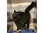 Adopt Salem a Domestic Mediumhair / Mixed (long coat) cat in Toms River