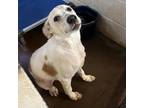 Adopt Oompa a White - with Tan, Yellow or Fawn Australian Cattle Dog / Mixed dog