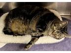Adopt Kiara a Domestic Shorthair / Mixed (short coat) cat in Tiffin