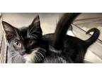 Adopt Inky a Domestic Shorthair / Mixed (short coat) cat in Tiffin
