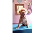 Adopt Benji a Labrador Retriever / Wirehaired Pointing Griffon dog in Long