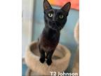 Adopt T2 Johnson a Domestic Shorthair / Mixed (short coat) cat in El Dorado