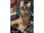 Adopt Kitchi a Domestic Mediumhair / Mixed (short coat) cat in El Dorado