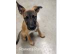 Adopt Rowena RavenPaw a Tan/Yellow/Fawn Mixed Breed (Large) / Mixed dog in