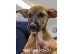 Adopt Madame Pooch a Tan/Yellow/Fawn Mixed Breed (Large) / Mixed dog in Jasper