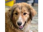 Adopt KHALILI (Mid-East) yo a Brown/Chocolate - with White Australian Shepherd