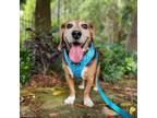 Adopt Rocky a Tricolor (Tan/Brown & Black & White) Beagle / Mixed dog in Miami
