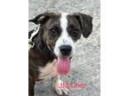 Adopt Cher a Brindle - with White Blue Heeler / Labrador Retriever / Mixed dog