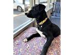 Adopt Nolan a Black - with White Labrador Retriever / Mixed dog in Seattle
