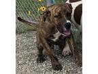 Adopt Clyde a Brindle American Staffordshire Terrier / Mixed dog in Groton