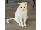 Adopt Pearl mom a Domestic Shorthair / Mixed (short coat) cat in San Jacinto