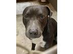 Adopt Smokey a Gray/Silver/Salt & Pepper - with White Pit Bull Terrier / Mixed