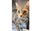 Adopt Berlin a Brown or Chocolate Domestic Shorthair / Domestic Shorthair /