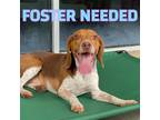 Adopt Reese a Tricolor (Tan/Brown & Black & White) Beagle / Mixed dog in Miami