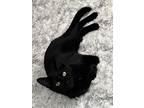 Adopt Levi a All Black Domestic Shorthair (short coat) cat in Jacksonville