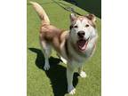Adopt Avatar a Brown/Chocolate - with White Husky / Mixed dog in PLANO