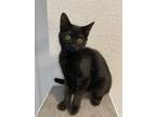 Adopt Trixie a All Black Domestic Shorthair (short coat) cat in Virginia Beach