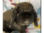 Adopt Benny a Tortoise Lop, Holland / Mixed (short coat) rabbit in Waynesboro