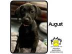 Adopt August a Black Labrador Retriever / Mixed dog in Newburgh, IN (38603944)
