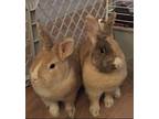 Adopt Lucy and Ethel a Orange Harlequin / Mixed (short coat) rabbit in