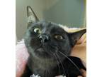 Adopt Twitter a All Black Domestic Shorthair (short coat) cat in Milwaukee