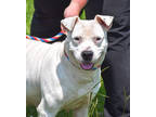 Adopt Sasha a White American Pit Bull Terrier / Mixed dog in Abbeville