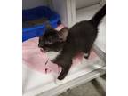 Adopt Gilmore a Black & White or Tuxedo Domestic Shorthair (short coat) cat in