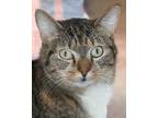Adopt Gretchen a Brown Tabby American Shorthair (short coat) cat in Savannah