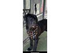 Adopt Edna a Black Mastiff / Cane Corso / Mixed dog in Sun Valley, CA (38602964)