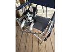 Adopt Goose a Black - with White Siberian Husky / Mixed dog in Horsham