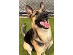 Adopt Tonya a Brown/Chocolate - with Black German Shepherd Dog / Mixed dog in