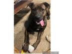 Adopt Sasha a Brindle Mountain Cur / Mixed dog in Harrisburg, PA (38602798)
