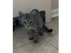 Adopt Twig a Brown Tabby Domestic Shorthair (short coat) cat in New York