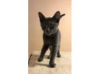Adopt Sable a Gray or Blue Domestic Shorthair (short coat) cat in New York