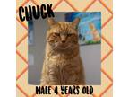 Adopt Chuck a Domestic Shorthair / Mixed (short coat) cat in Port Jervis