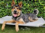 Adopt Banjo a Merle German Shepherd Dog / Cattle Dog / Mixed dog in Port