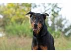 Adopt Titan a Black - with Tan, Yellow or Fawn Doberman Pinscher / Rottweiler /