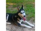 Adopt Colette a Black - with White Siberian Husky / Mixed dog in Winter Springs