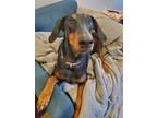 Adopt Thembi a Black - with Tan, Yellow or Fawn Doberman Pinscher / Mixed dog in