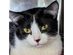 Adopt Tamera a Domestic Short Hair