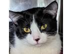 Adopt Tia a Domestic Short Hair