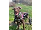 Adopt Adira a Pit Bull Terrier, Labrador Retriever