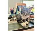 Adopt Lina Mae a Domestic Shorthair / Mixed cat in Whitestone, NY (38602257)
